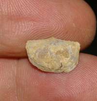fossil brachiopod