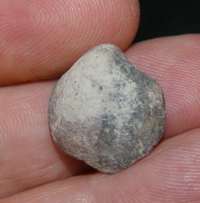 fossil brachiopod
