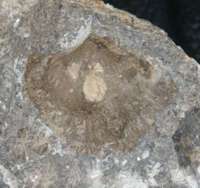 Spirifer striatus