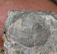 fossil brachiopod