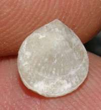 fossil brachiopod