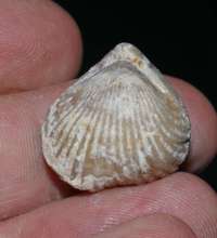 fossil brachiopod