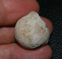 fossil brachiopod