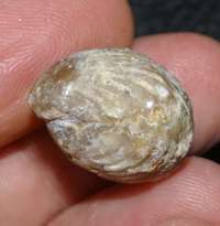 fossil brachiopod