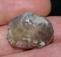  Rare brachiopod.jpg