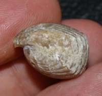 fossil brachiopod