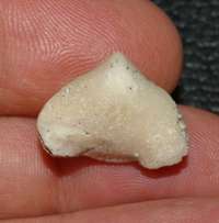 fossil brachiopod