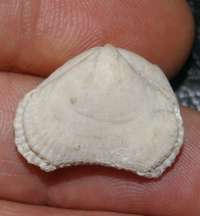 Cyclothyris, fossil brachiopod