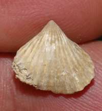  Lacunosella blanowicensis