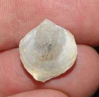 fossil brachiopod