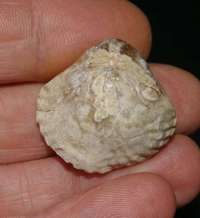 fossil brachiopod