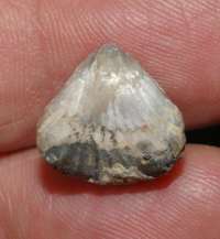 Homoeorhynchia meridionalis