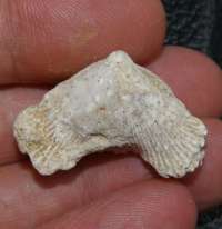 fossil brachiopod, Cyclothyris vespertilio