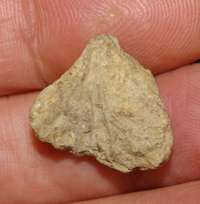 Devonix virgo, fossil brachiopod