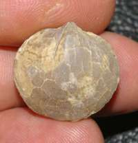Liosperiferina rostrata, fossil brachiopod