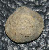 fossil brachiopod