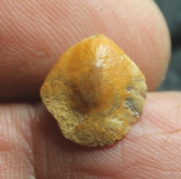 Cyrtothyris sillimani, fossil brachiopod
