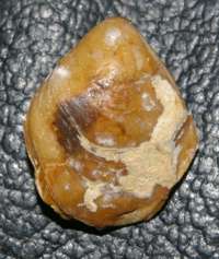 fossil brachiopod
