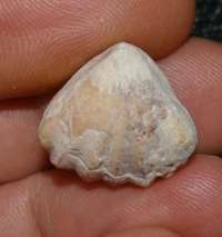 fossil brachiopod