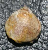 fossil brachiopod