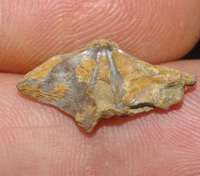 Plicathyris ezquerrai, fossil brachiopod