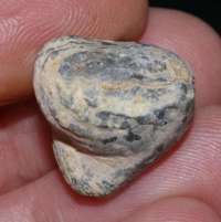 fossil brachiopod
