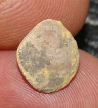 Musculina biennensis, fossil brachiopod