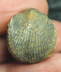  Spinatrypa dorsata