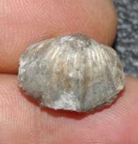 Platystrophia cf.lynx 