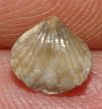 fossil brachiopod