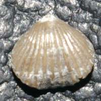 fossil brachiopod