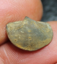 Eoreticularia eifeliensis 