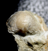 inarticulate brachiopod, Barroisella
