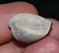 Nucleata douvillei