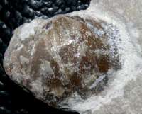 Ordovician brachiopod