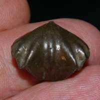 Devonian brachiopods