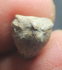 Paromoepygma bellicastellana