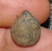 Cyrtothyris middlemissi