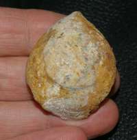 Juralina subformosa