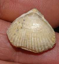 Rhynchonella compressa