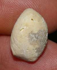 Terebratula dutemplei