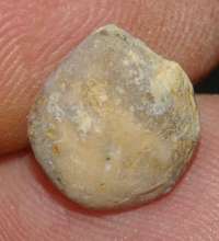 Tamarella tamarindus
