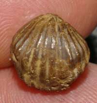 Tetrarhynchia tetrahedra