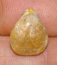 Terebratula dorsoplicata