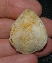  Terebratula ventricosa  