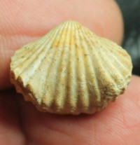  Rhynchonella pulchra  