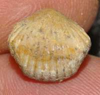 Rhynchonella varians, Balin oolithe