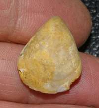  Morrisithyris aargauensis