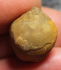  Waldheimia biappendiculata