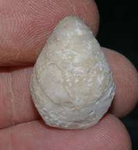 Oxfordian fossil brachiopod